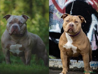 American Bully dogs American bullys (pocket/standard) - Advert 1