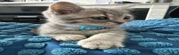 British Shorthair cats for sale: BSH Girl & Boy Beautiful Grey Stripe Kittens - Advert 6