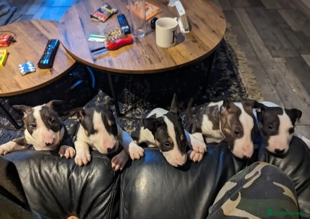 Bull Terrier dogs for stud: Proven Bull Terrier Studs x 2 - Advert 4