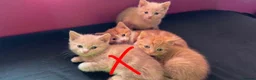 Mixed Breed cats for sale: 2 orange and 1 champagne male kittens - Advert 18
