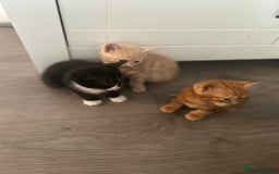 Mixed Breed cats for sale: 3 beautiful kittens for sale  - Image 11