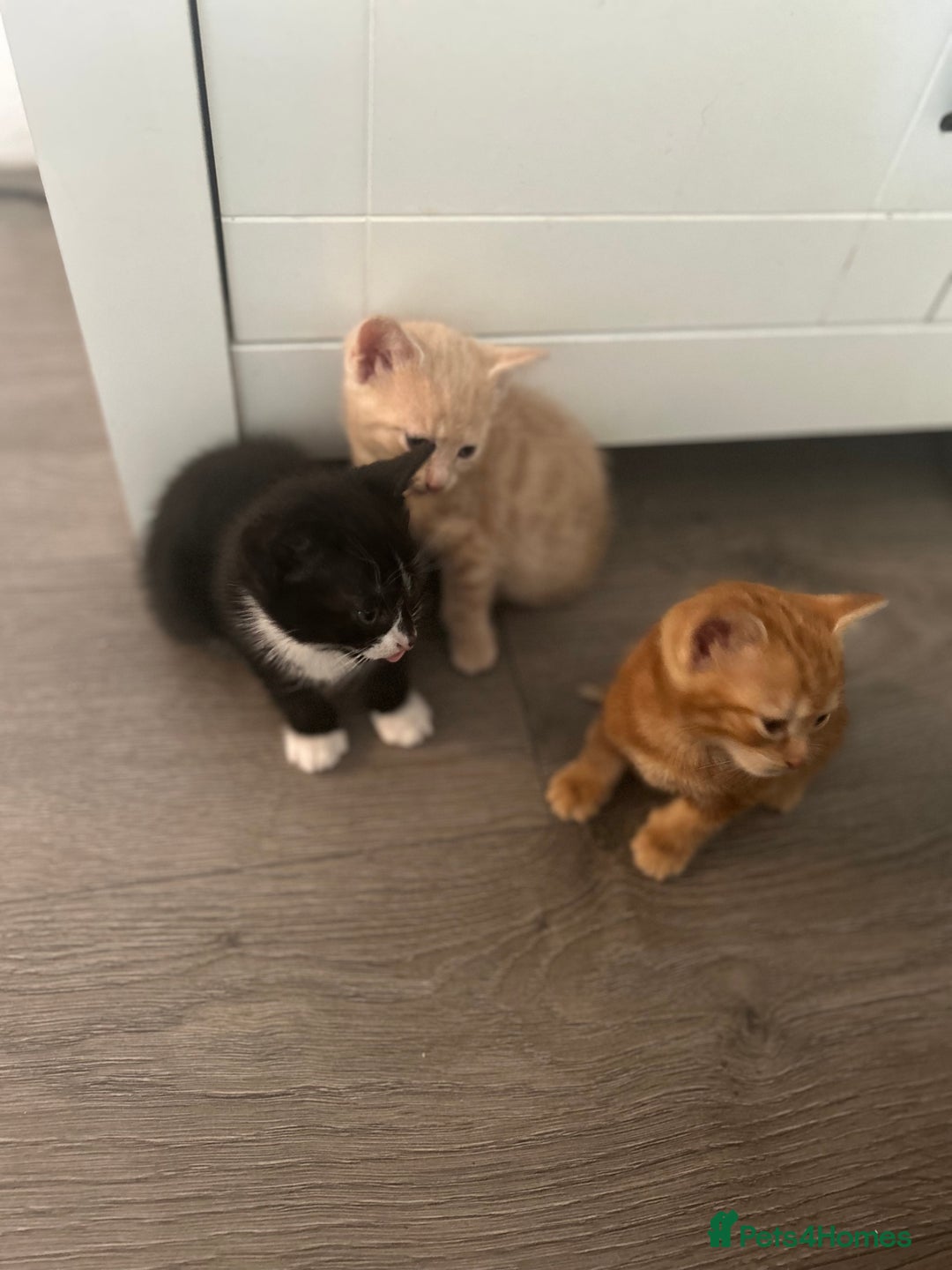 Mixed Breed cats for sale: 3 beautiful kittens for sale  - Image 11