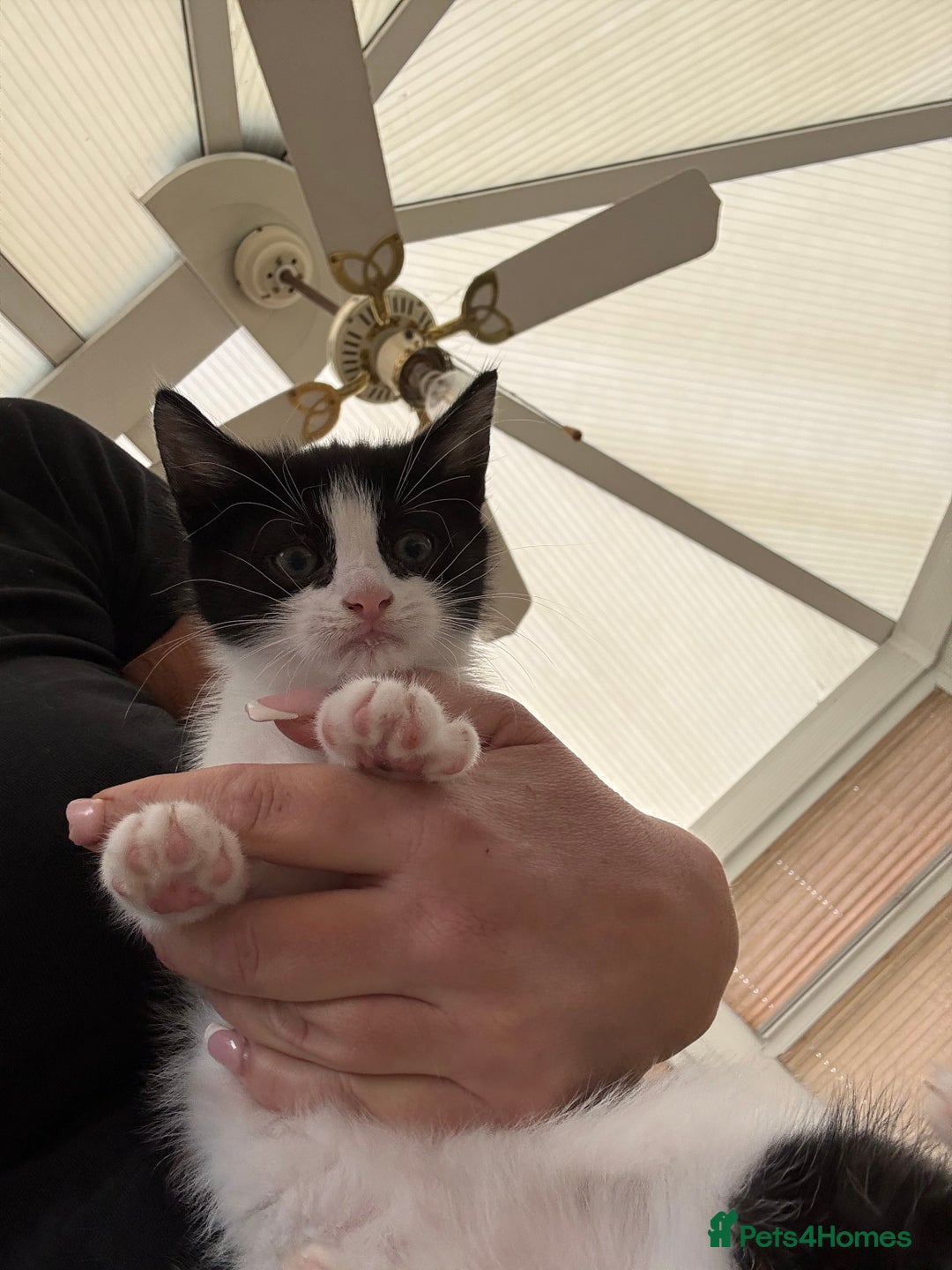 Mixed Breed cats for sale: One Male kitten left 8 weeks old ready now - Image 4