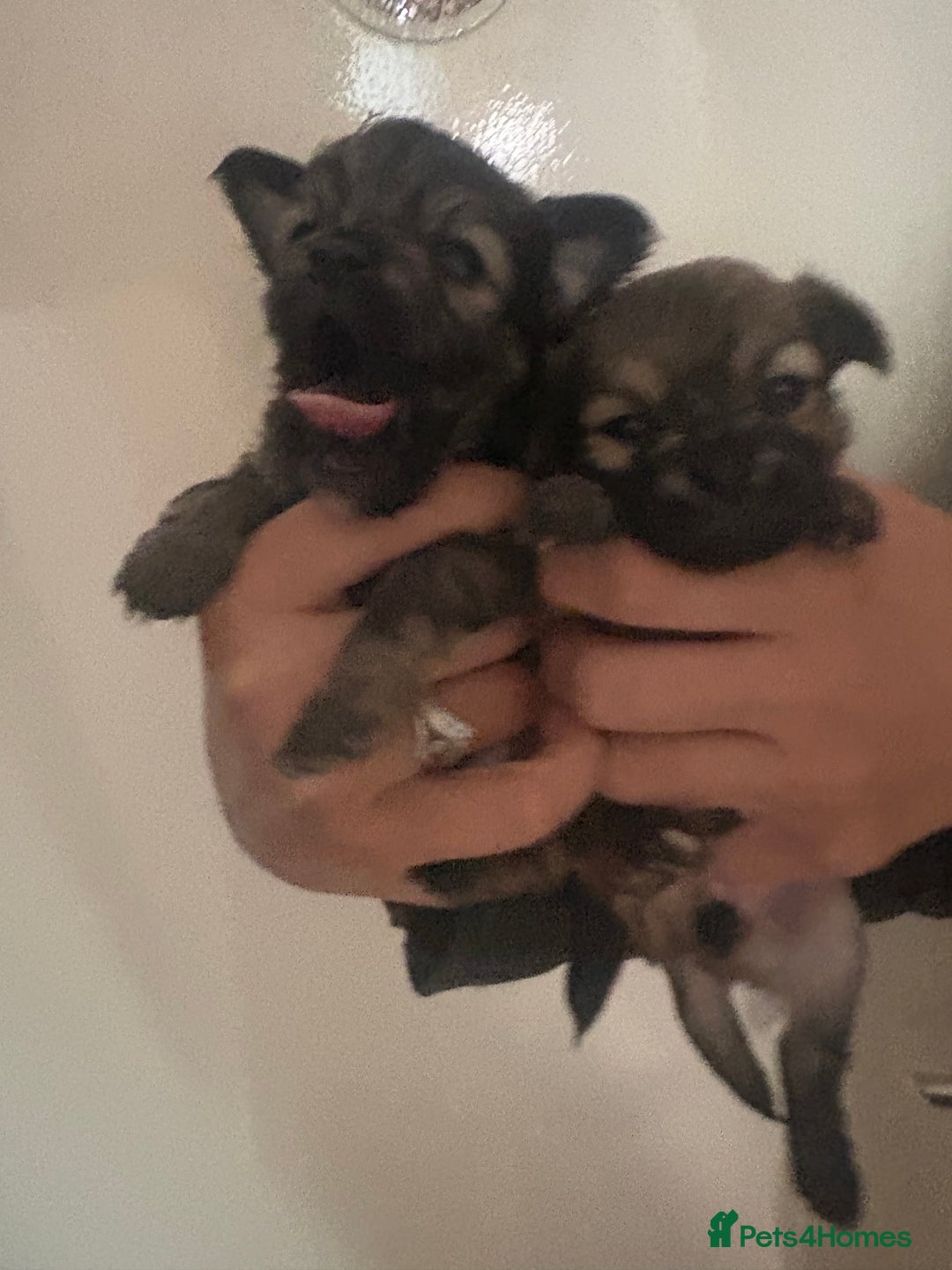 Pomchi dogs for sale: Pomchi - Image 3