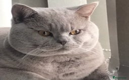 British Shorthair cats for stud: Lilac British Shorthair Stud service only in Huddersfield - Image 2