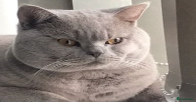 British Shorthair cats in Huddersfield - Advert 1