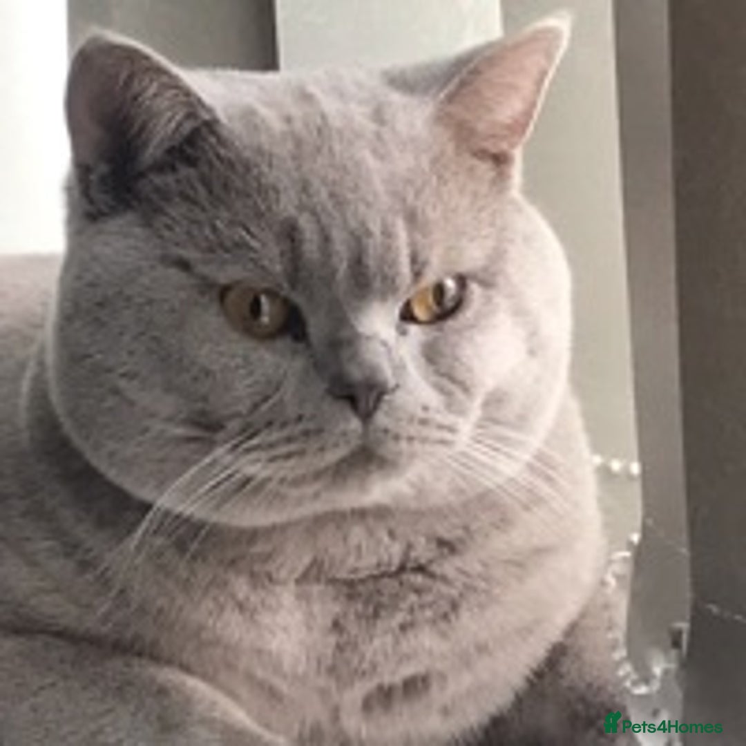 British Shorthair cats for stud: Lilac British Shorthair Stud service only in Huddersfield - Image 2