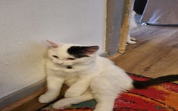 Mixed Breed cats for sale: Ragdoll mix - Advert 6