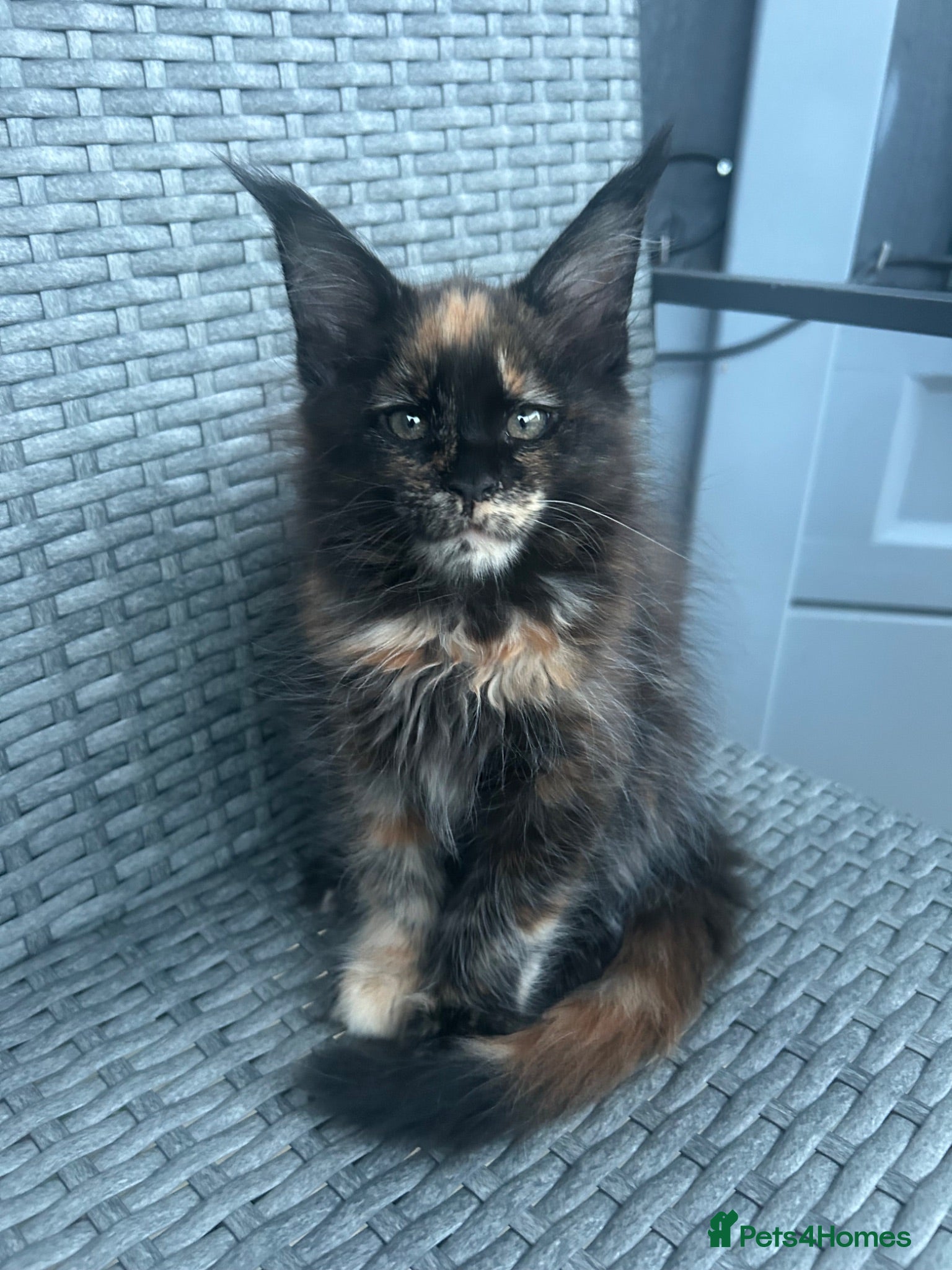 Maine Coon cats LAST!!! black torbie female available  - Advert 1