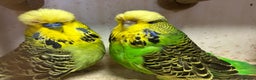 Budgerigars birds for sale: Budgies for Sale, all in good health  - Advert 16