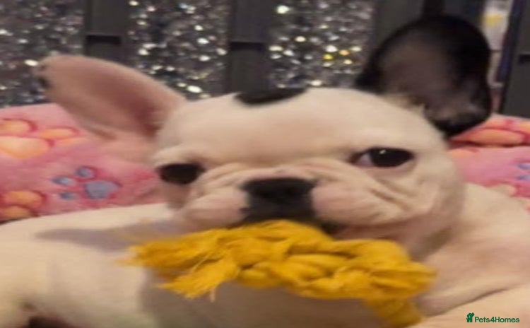 French Bulldog dogs - Advert 1
