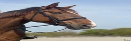 Irish Sports horses for sale: Looking for new home. - Advert 1
