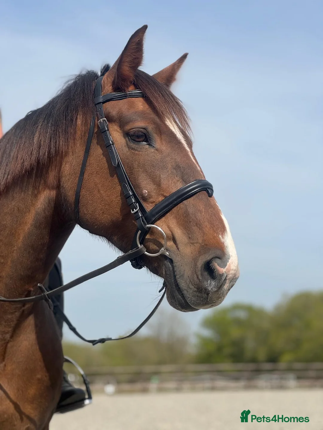 Irish Sports horses for sale: Looking for new home. - Advert 1