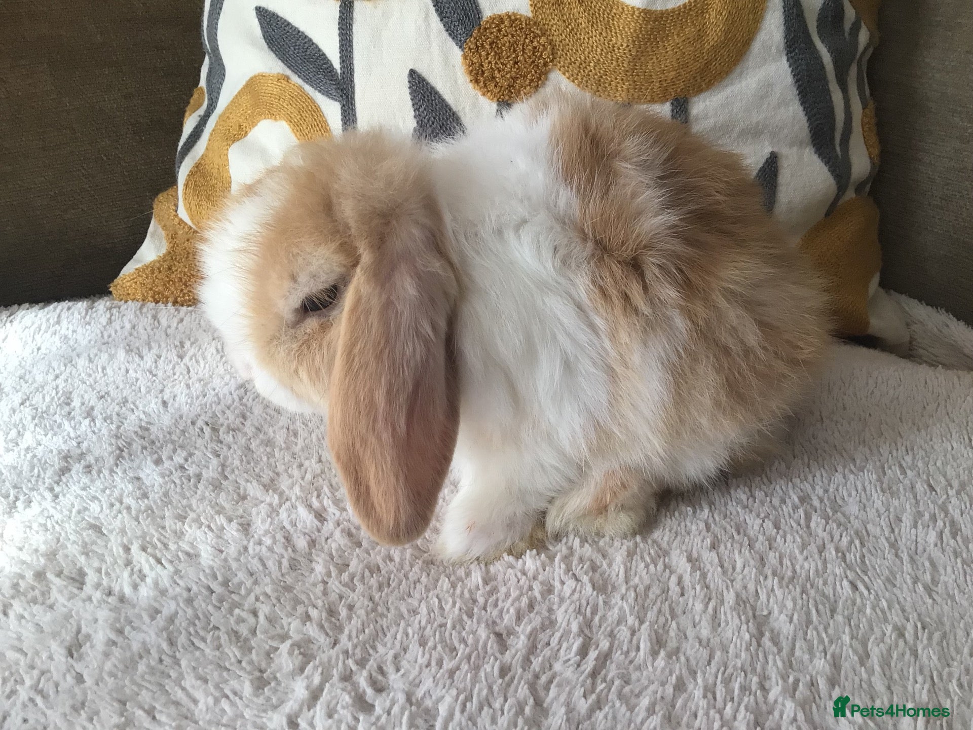 Mini Lop rabbits Mini lop chocolate harlie - Advert 2
