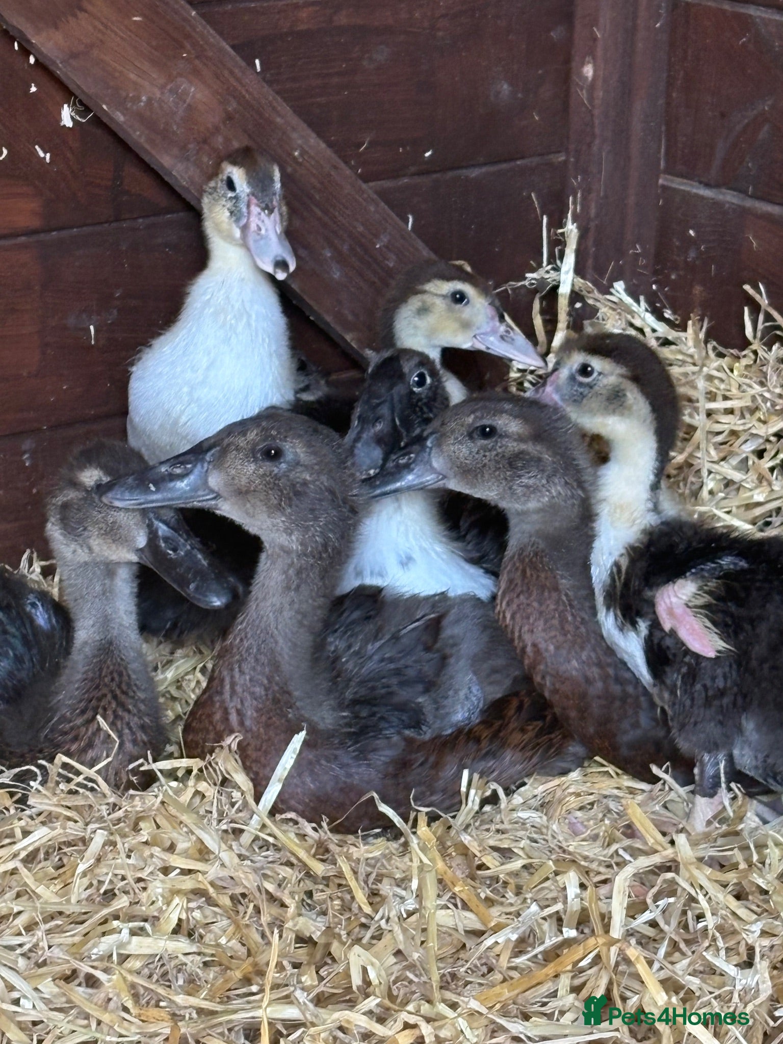 Ducks poultry MuscovyXrunner ducklings all eating and good  - Advert 1