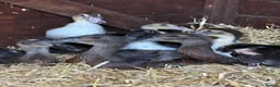 Ducks poultry for sale: MuscovyXrunner ducklings all eating and good  in Retford - Advert 1