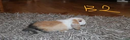 Mini Lop rabbits for sale: Mini Lop babies x 3 - Advert 11