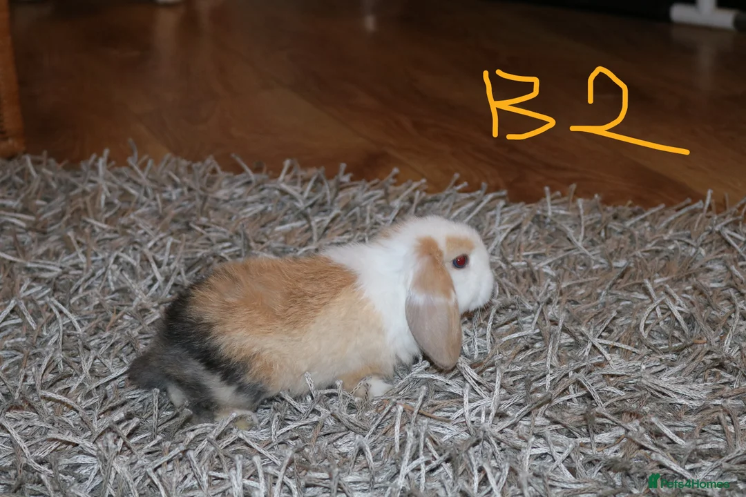 Mini Lop rabbits for sale: Mini Lop babies x 3 - Advert 11