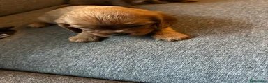 Cavalier King Charles Spaniel 3