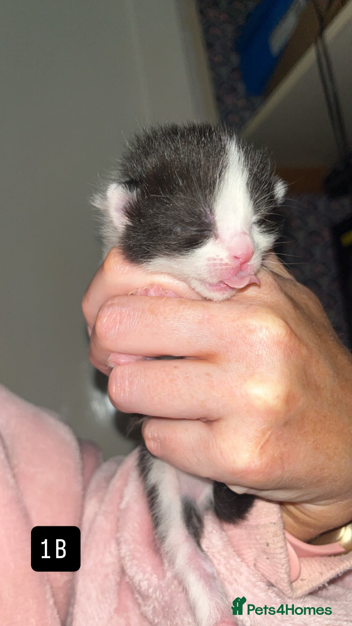 Mixed Breed cats for sale: Kittens for sale  - Advert 7