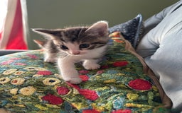 British Shorthair cats for sale: 4 adorable 9 week old kittens for sale - Image 8