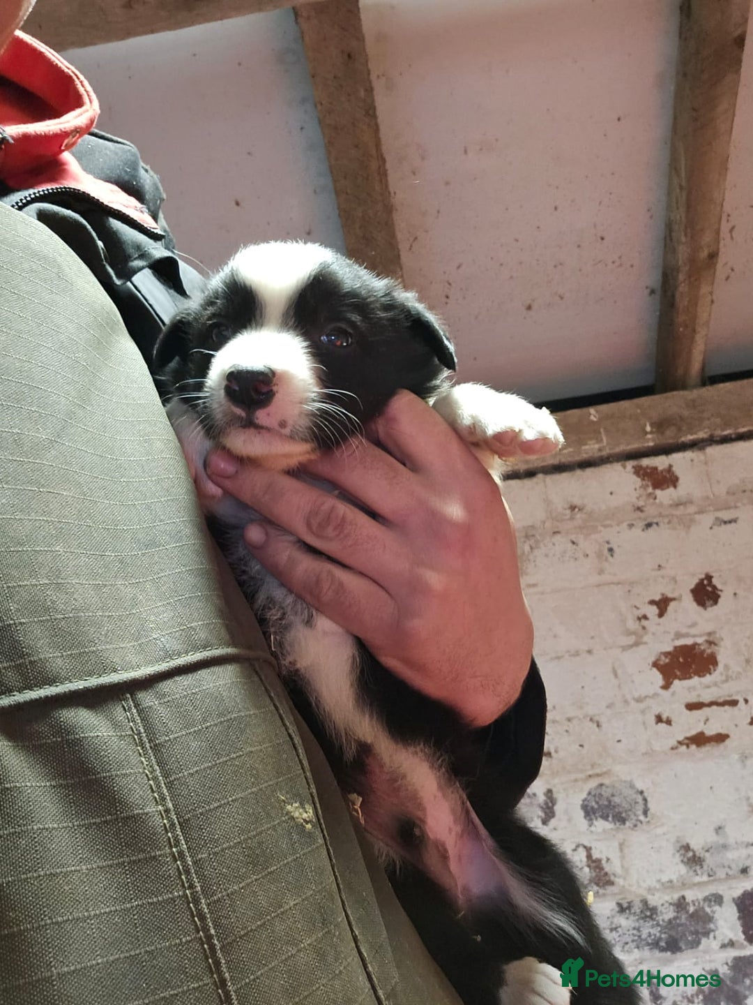 Border Collie dogs for sale: Border Collie puppies for sale  - Advert 13
