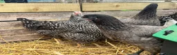 Chickens poultry for sale: Hybrid hens, chicks, growers, pullets - Advert 5