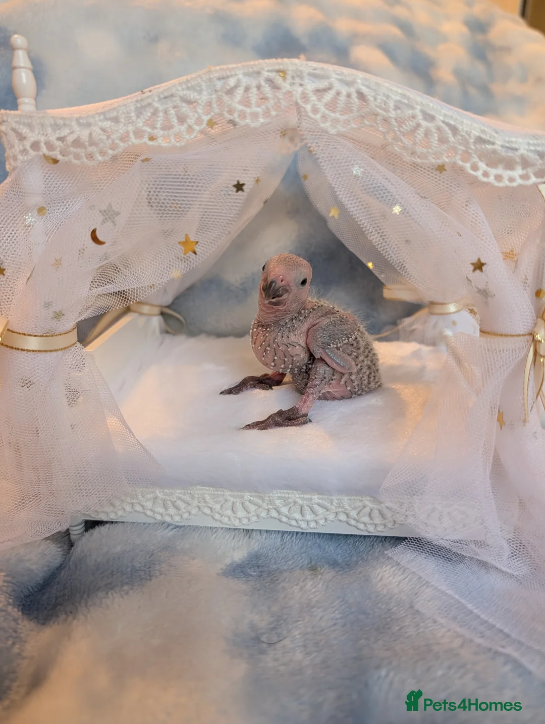 Conures birds for sale: Baby greencheek conure chicks - Advert 7