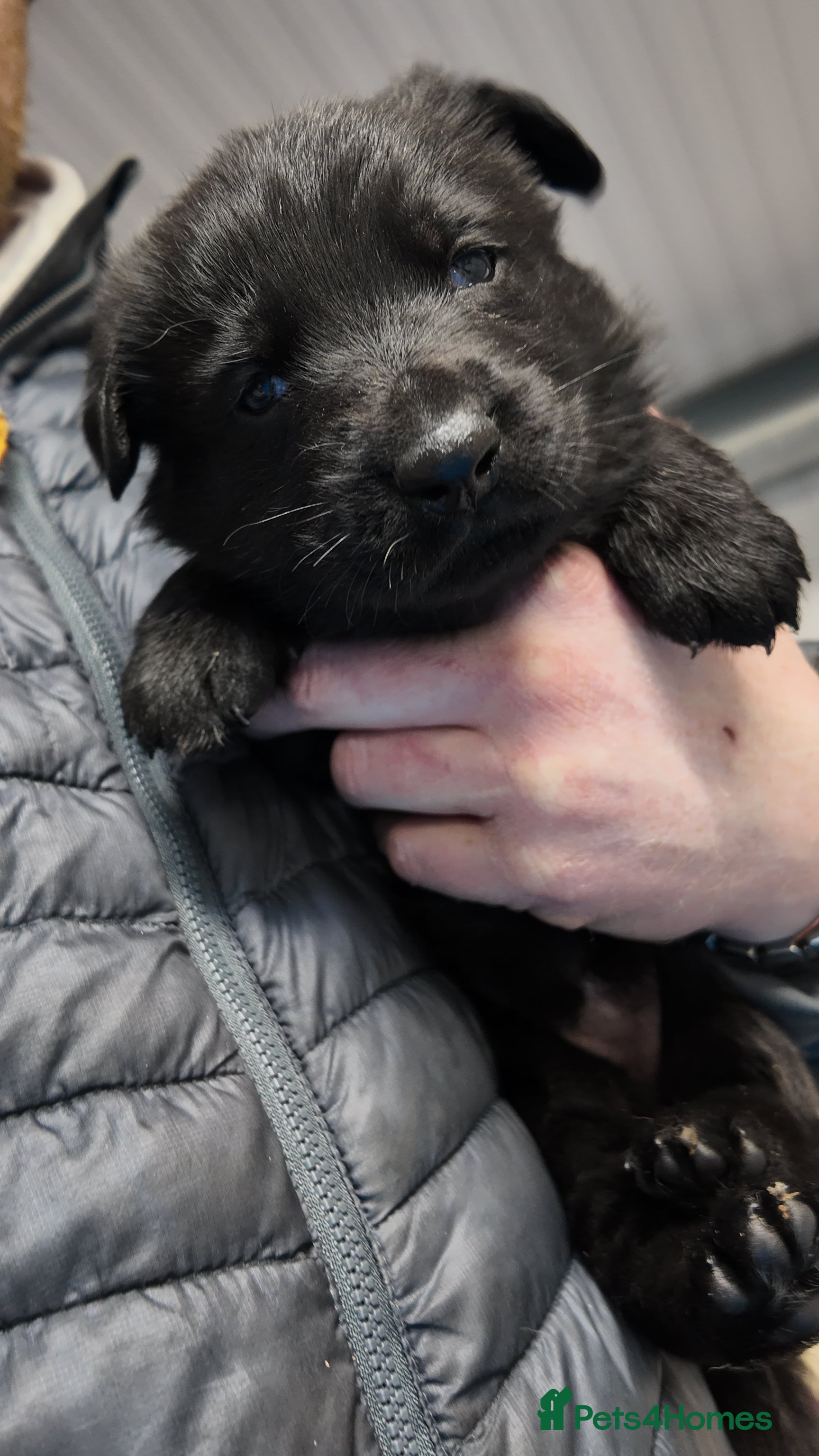 German Shepherd dogs Short haired German shepherd pups - Advert 18