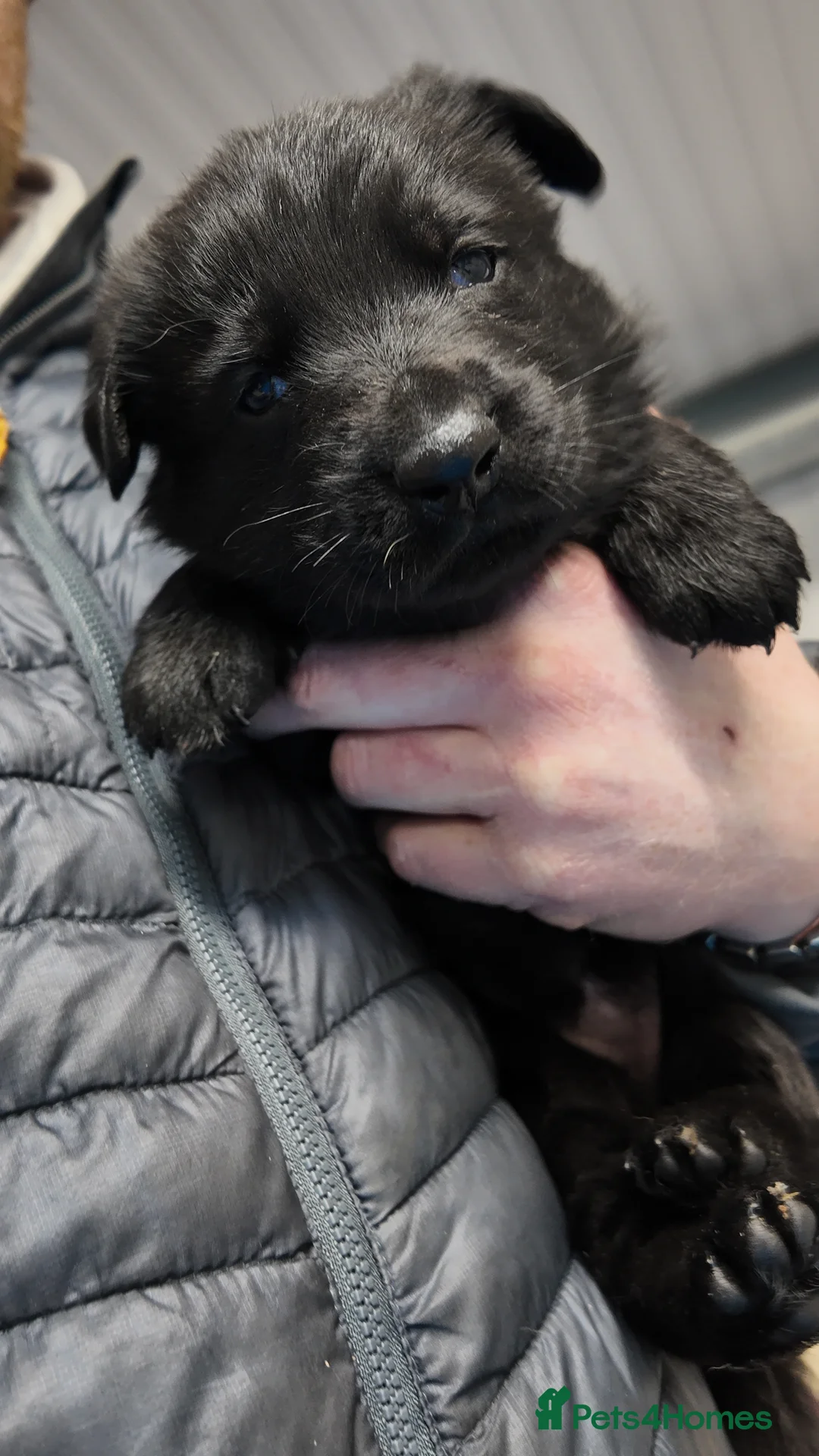 German Shepherd dogs for sale: Short haired German shepherd pups - Advert 1