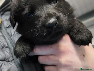 German Shepherd dogs Short haired German shepherd pups - Advert 18