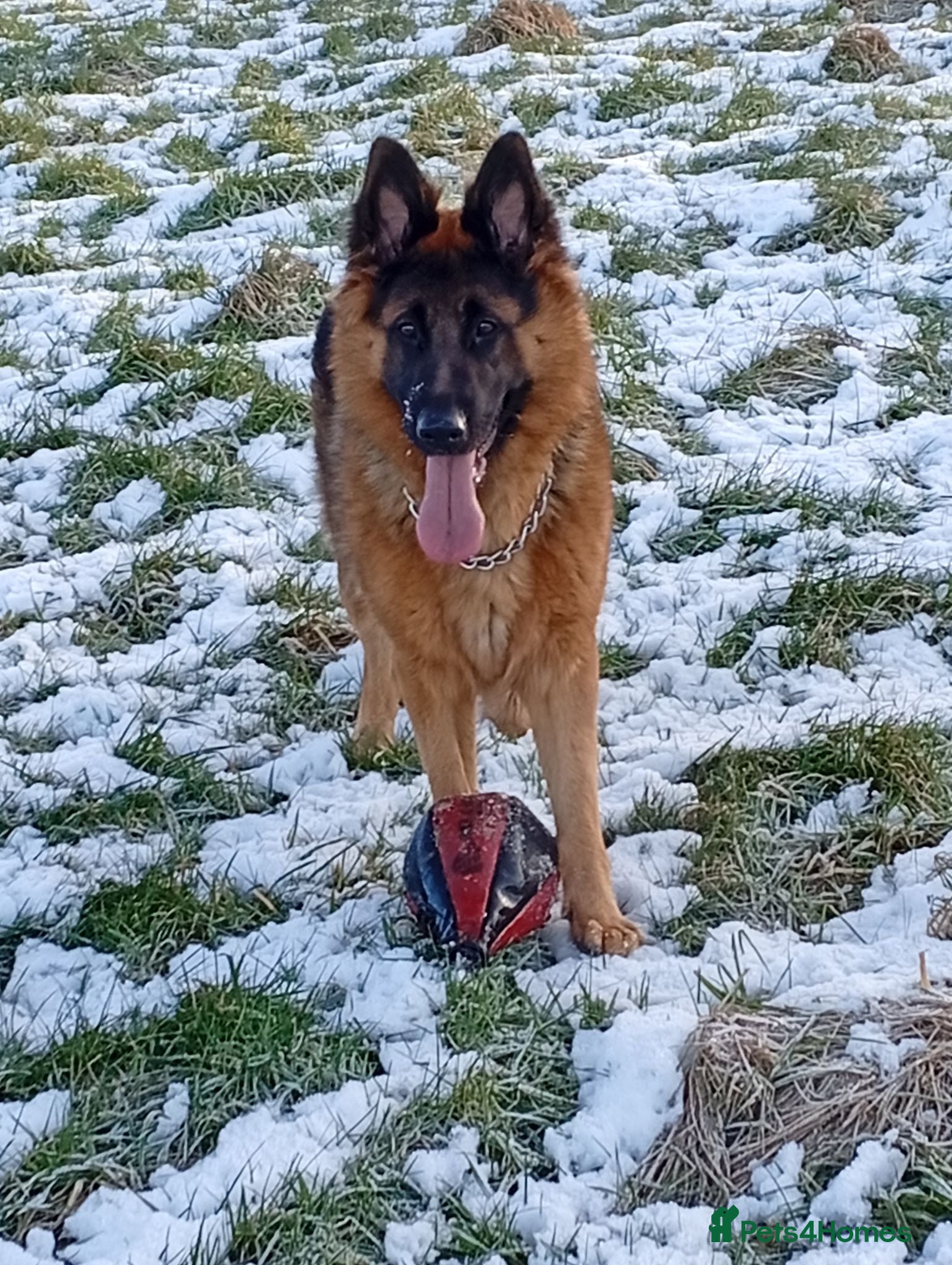German Shepherd dogs Keeva - Advert 2