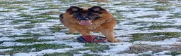 German Shepherd dogs for sale: Keeva in Oldham - Advert 1