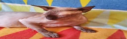 Sphynx cats for sale:  If you’re interested or  - Advert 3