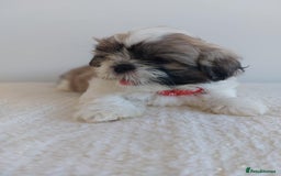 Shih Tzu dogs for sale: Beautiful Shih tzu puppies 🫶🏼 - Image 17