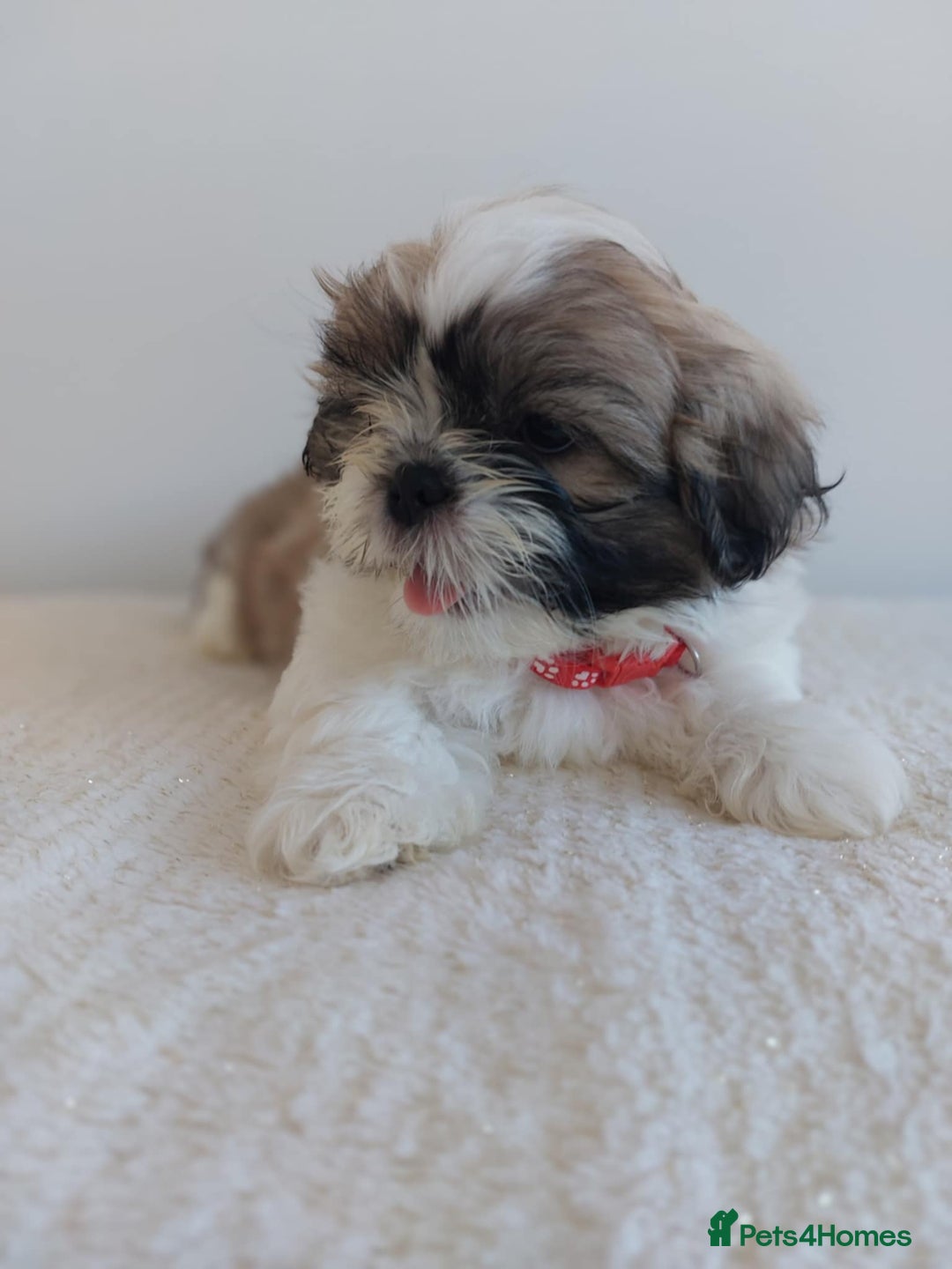 Shih Tzu dogs for sale: Beautiful Shih tzu puppies 🫶🏼 - Image 17