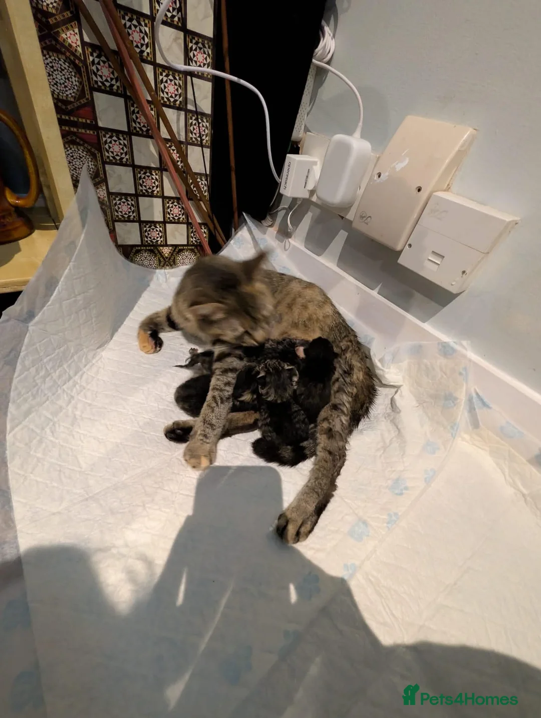 Domestic Shorthair cats for sale: 2 male kittens for sale  in Peterborough - Advert 2