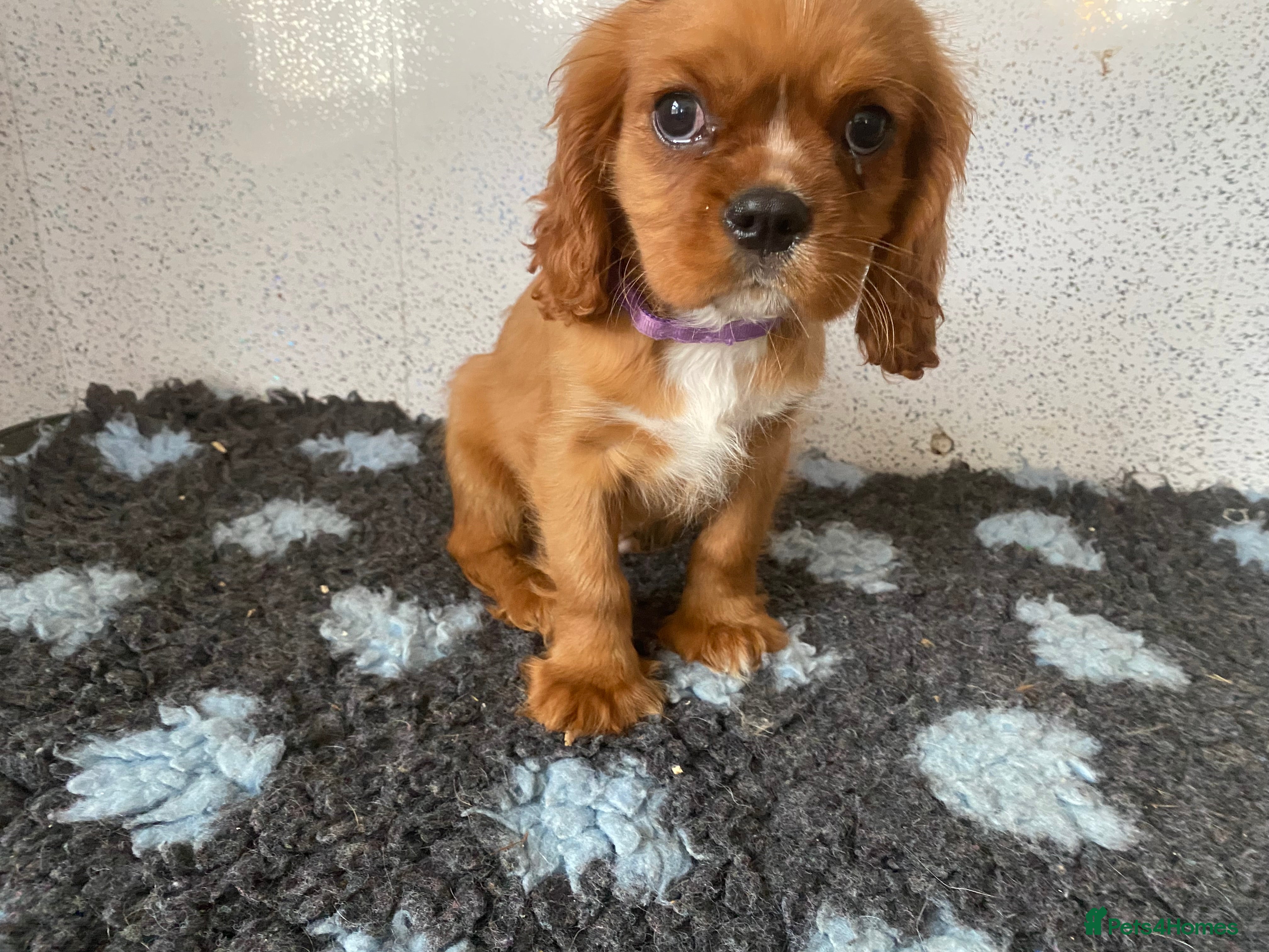 Cavalier King Charles Spaniel dogs Cavalier King Charles  - Advert 2