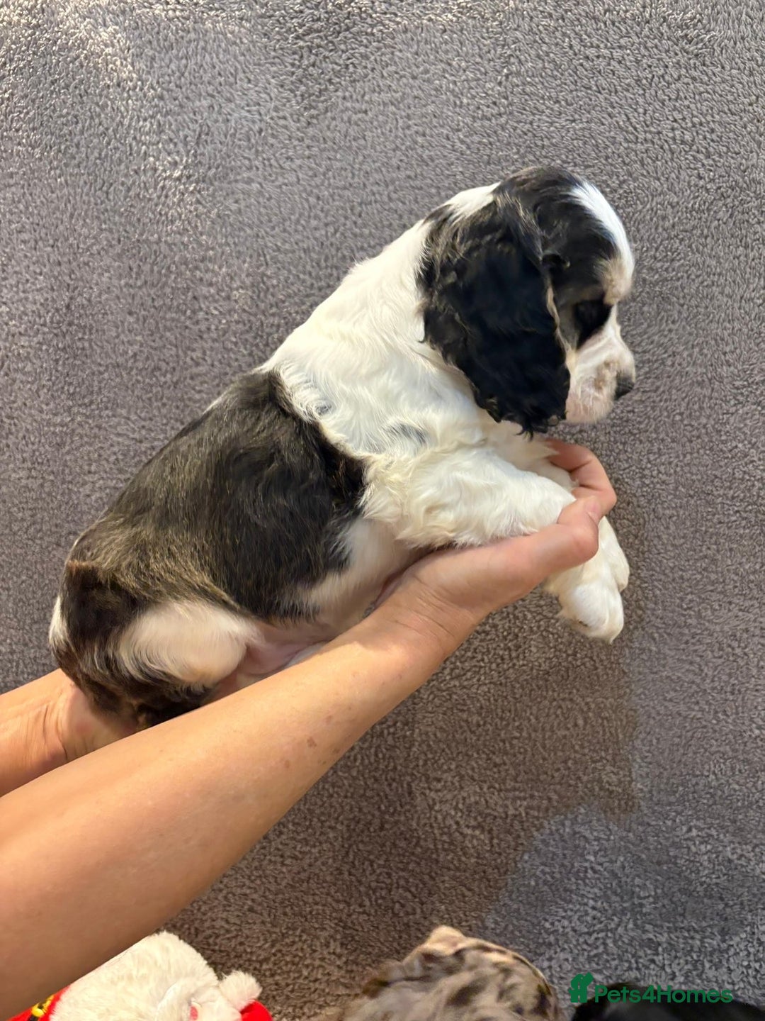 Cocker Spaniel dogs for sale: Pedigree show kc parents DNA health tested    - Advert 21