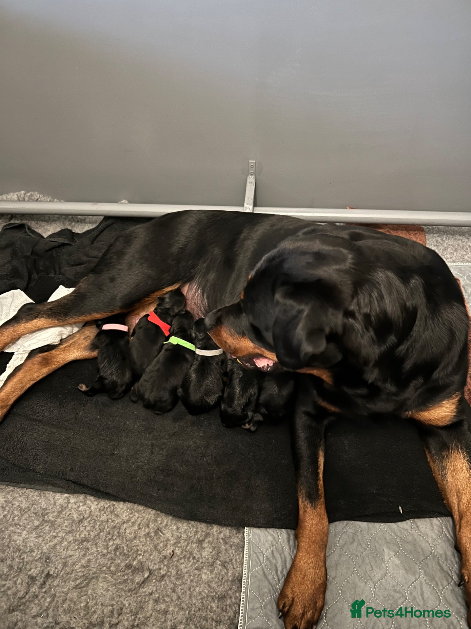 Rottweiler dogs Rottweiler pups due soon - health tested parents - Advert 12