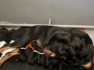 Rottweiler dogs Rottweiler pups due soon - health tested parents - Advert 12