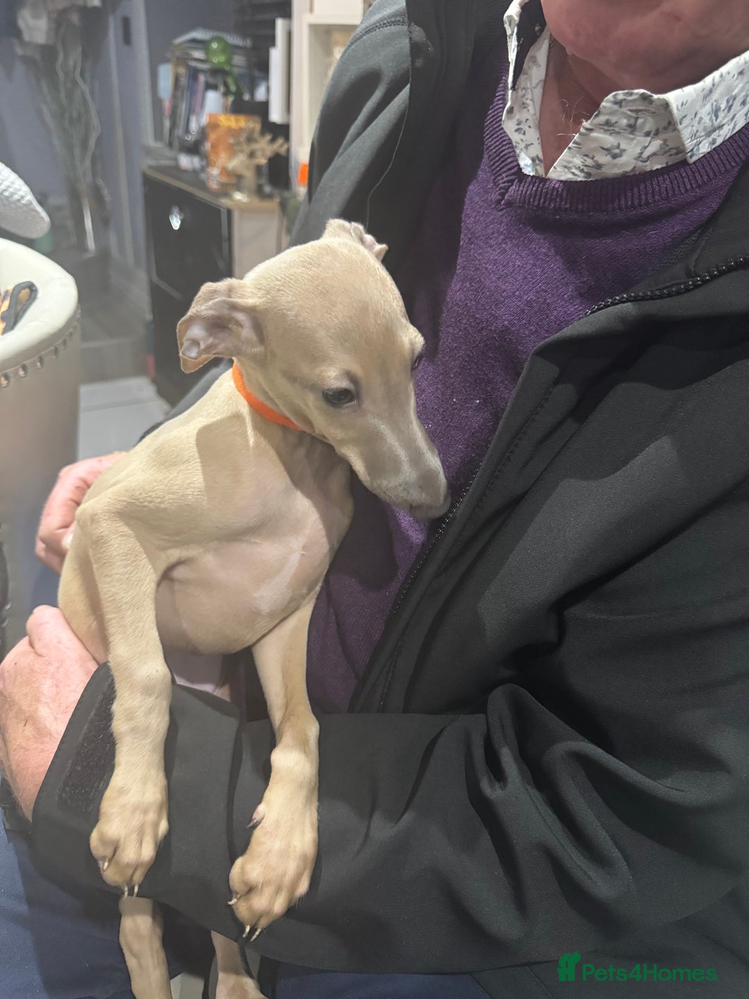 Italian Greyhound dogs for sale: Cream and fawn collection of autumn beauties  - Image 4