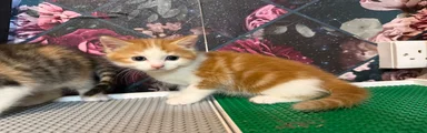 Ginger & white