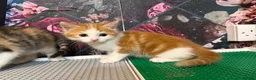 Domestic Shorthair cats for sale: Two beautiful female kittens for new home - Advert 3