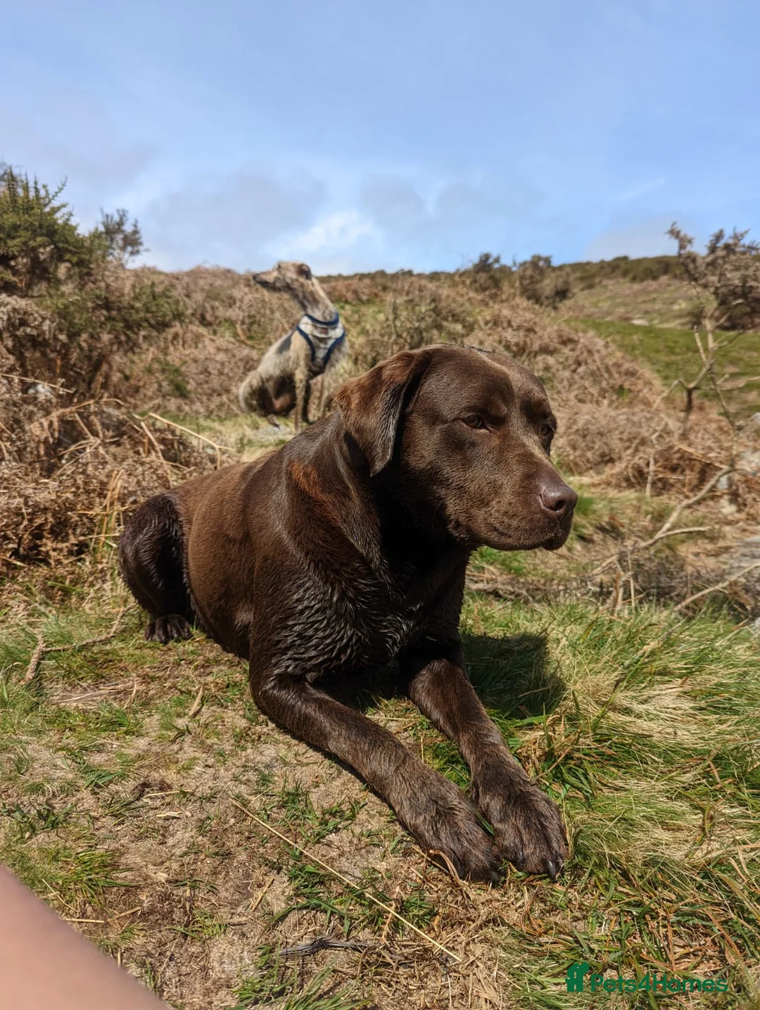 Mixed Breed dogs for sale: Labrador x Rottweiler (Rottador) - Advert 33