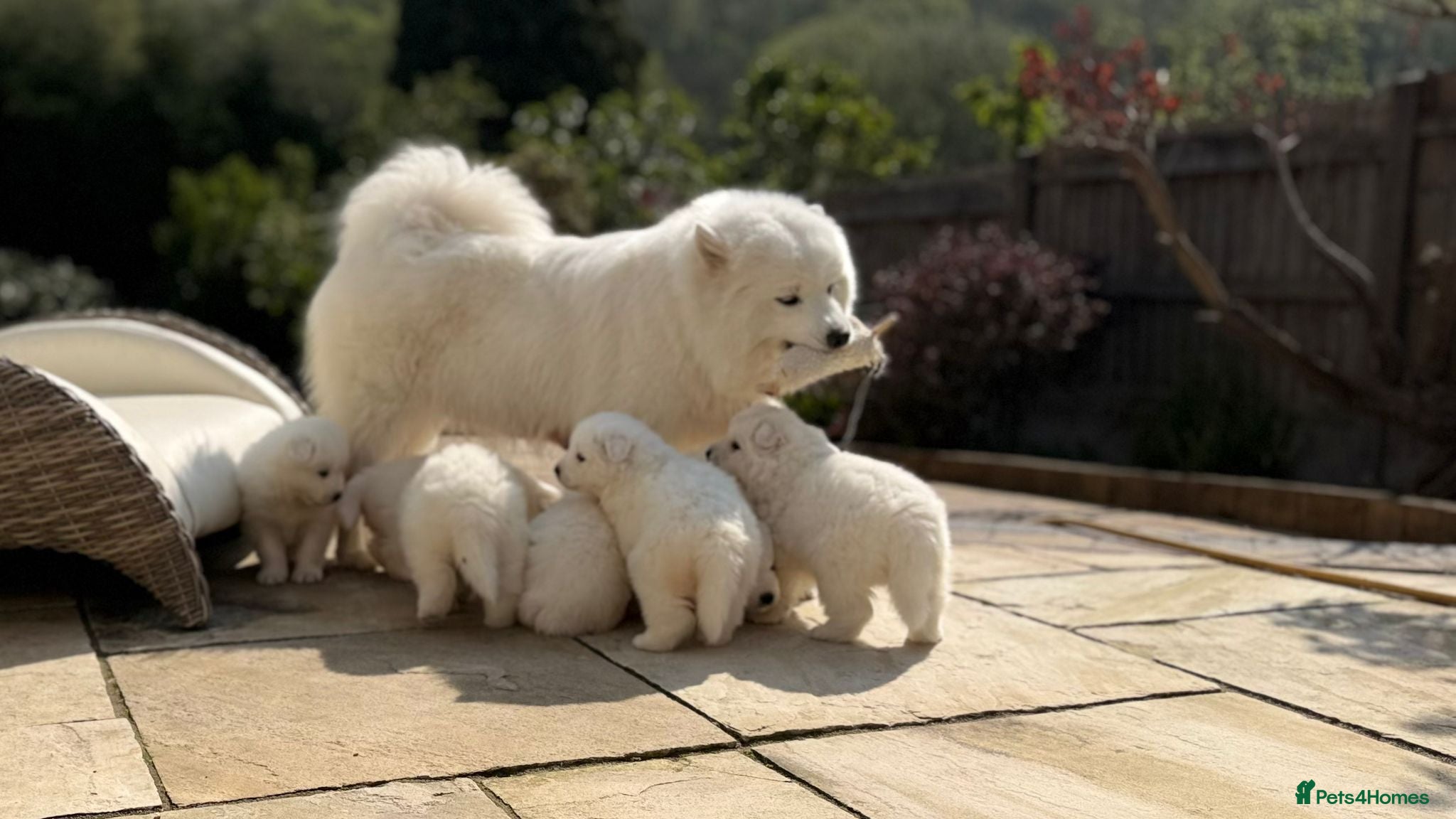 Samoyed dogs KC registered Samoyed puppies - Advert 1