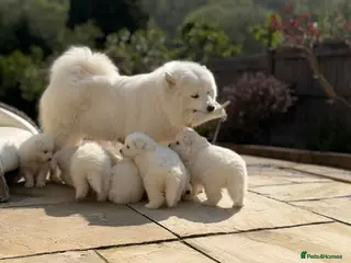 Samoyed dogs KC registered Samoyed puppies - Advert 3