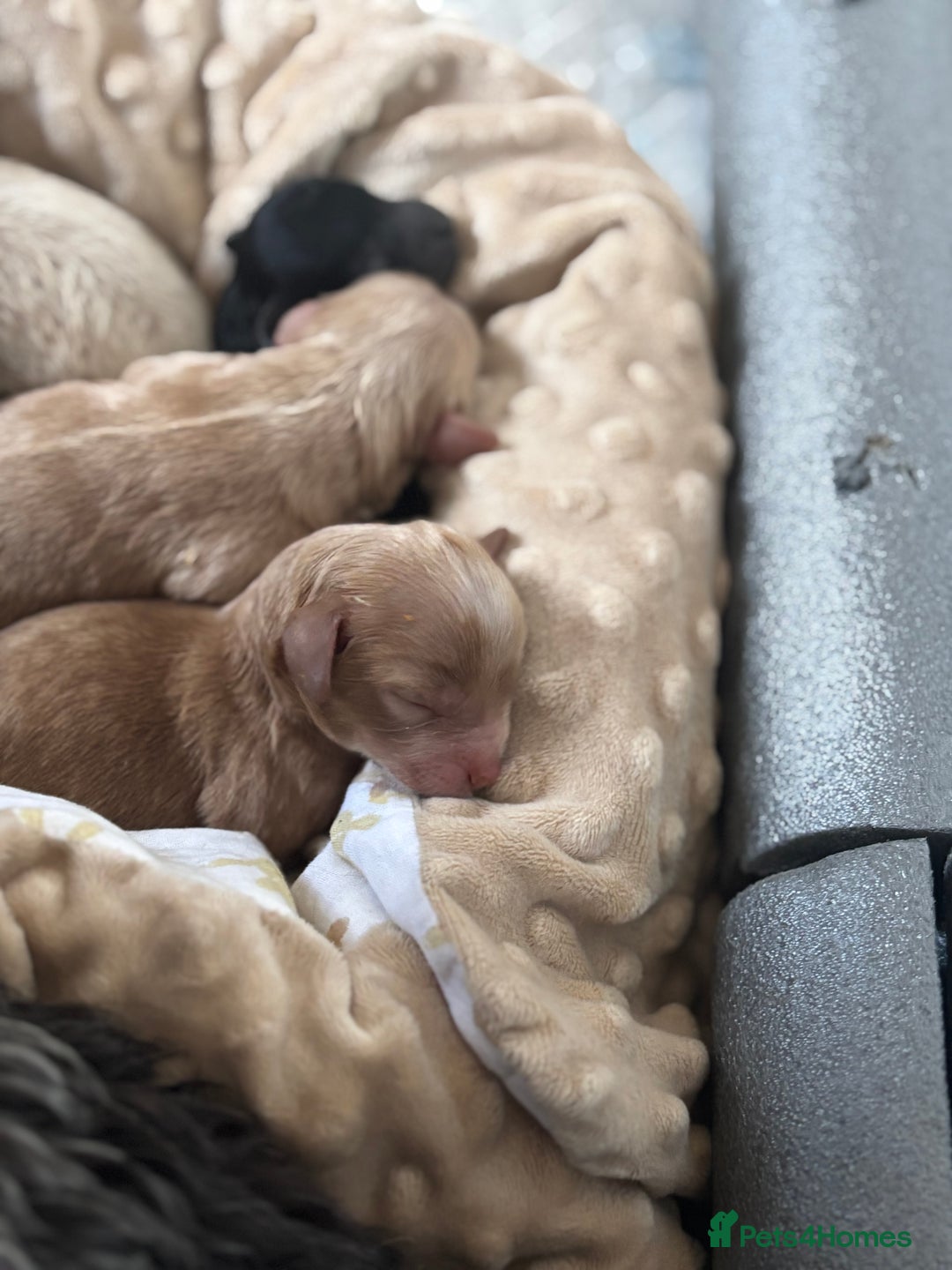 Mixed Breed dogs for sale: Cockapoo cross cavapoo - Image 10