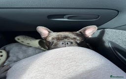 French Bulldog dogs for sale: Storm the French bulldog  - Image 5