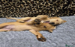 Labrador Retriever dogs for sale: ✨ Golden Retriever Puppies – Ready 4 Sept ✨ - Image 11